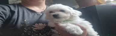 Maltese Puppy 2