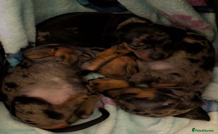Dachshund dogs - Advert 16