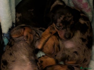 Dachshund dogs - Advert 31