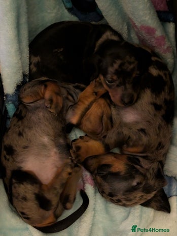 Dachshund dogs - Advert 7