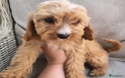 Cavapoo dogs for sale: Cavapoobabiesuk litter has arrived - Image 4