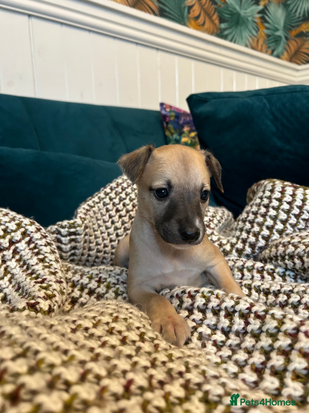 Whippet dogs for sale: Two male and one female Beautiful pure bred pups  - Advert 8