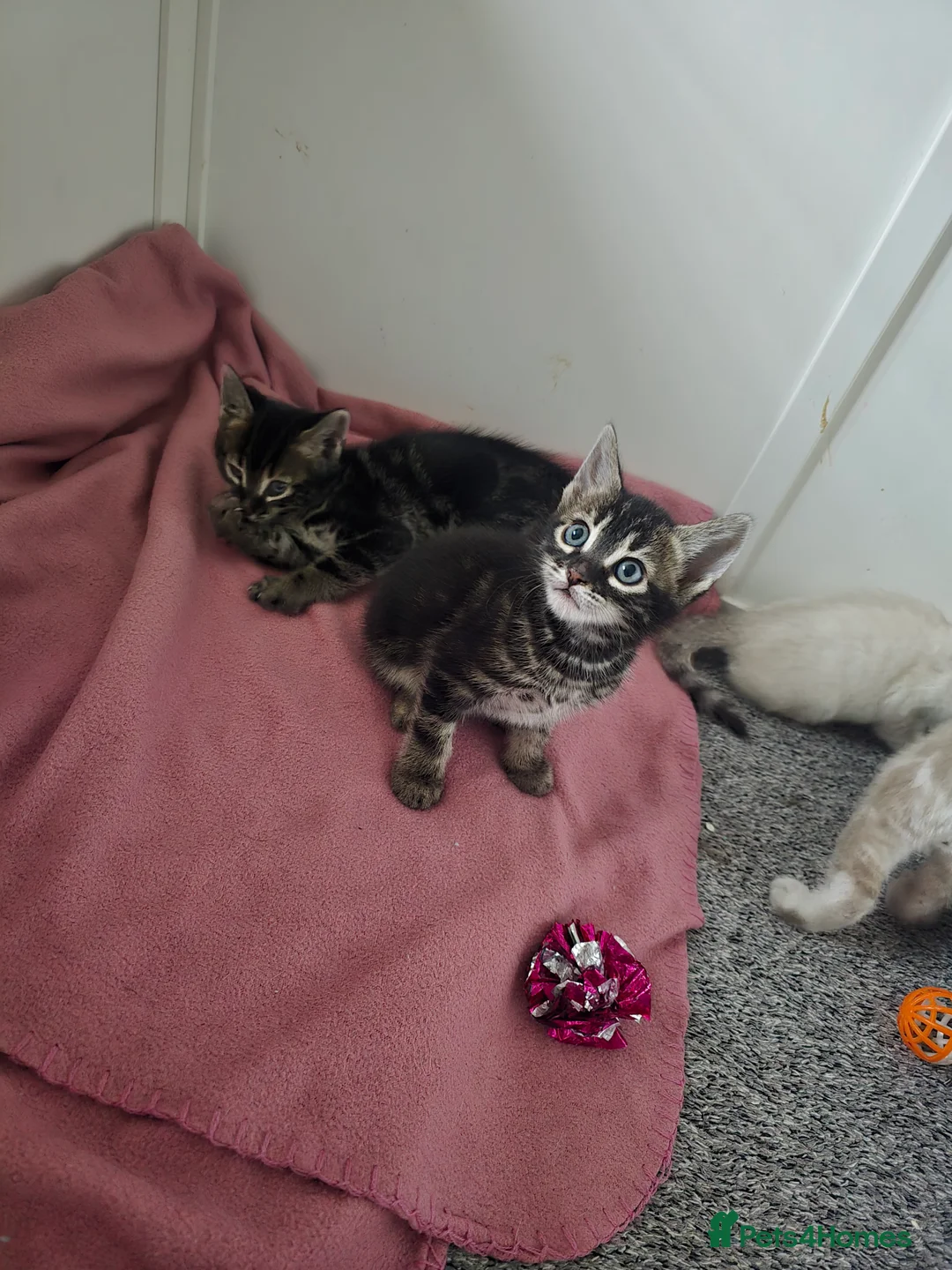 Bengal cats for sale: BENGAL CROSS BLUE BENGAL  - Advert 4