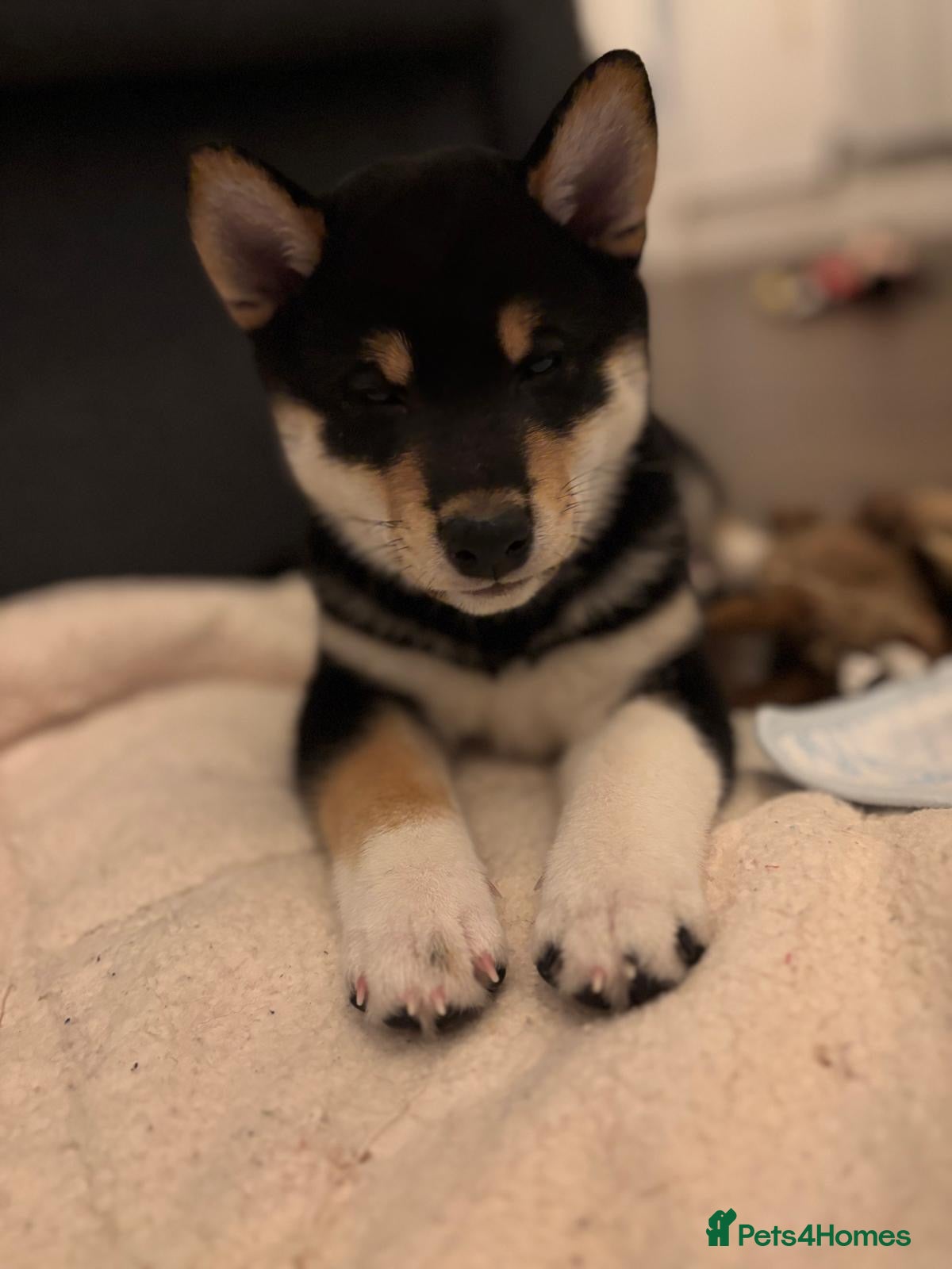 Japanese Shiba Inu dogs KC REGISTERED JAPANESE SHIBA INU PUPPIES  - Advert 3