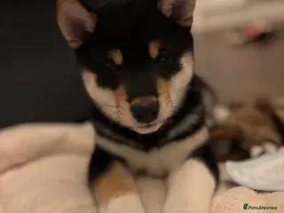 Japanese Shiba Inu dogs KC REGISTERED JAPANESE SHIBA INU PUPPIES - Advert 8