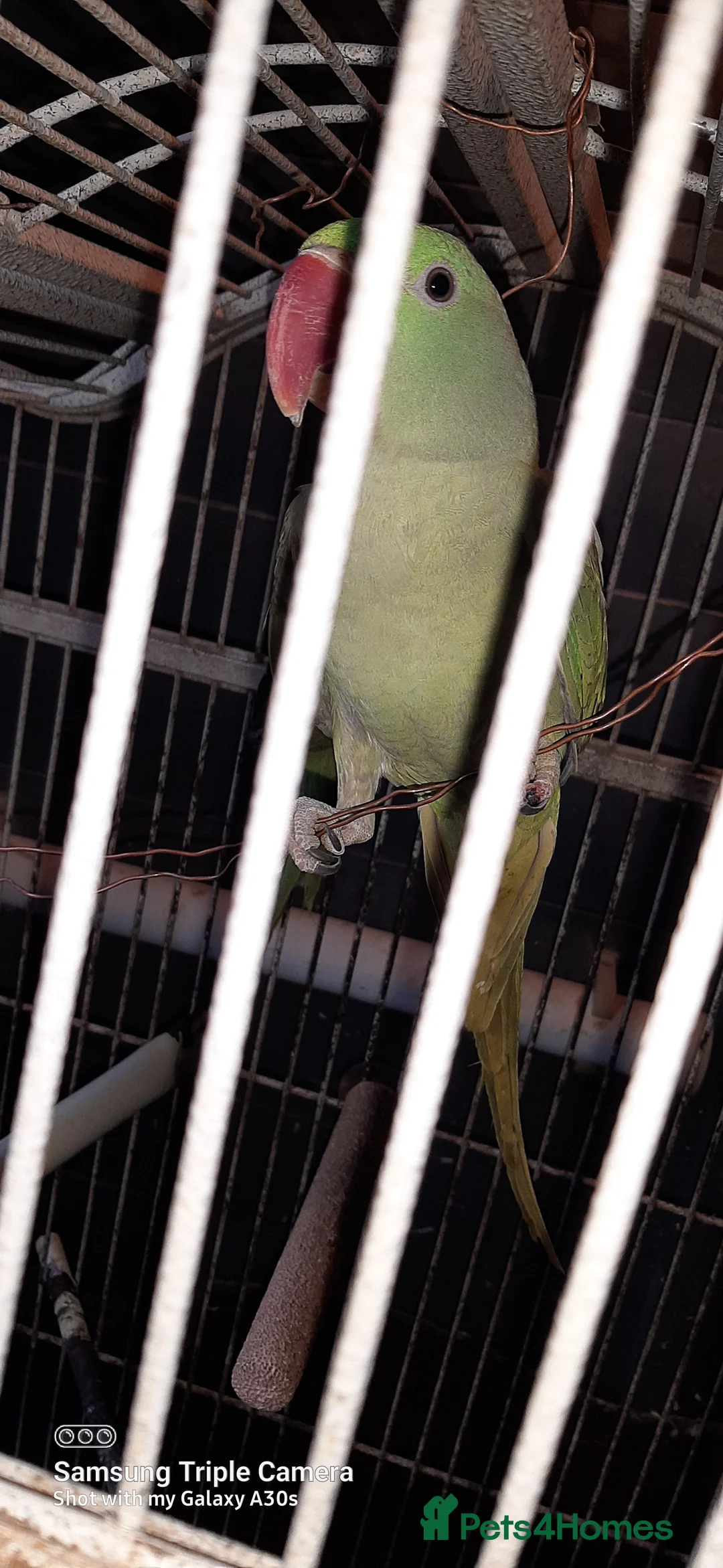 Parrots birds for sale: Alexandrine baby lovely Birds for king gifts new - Advert 2