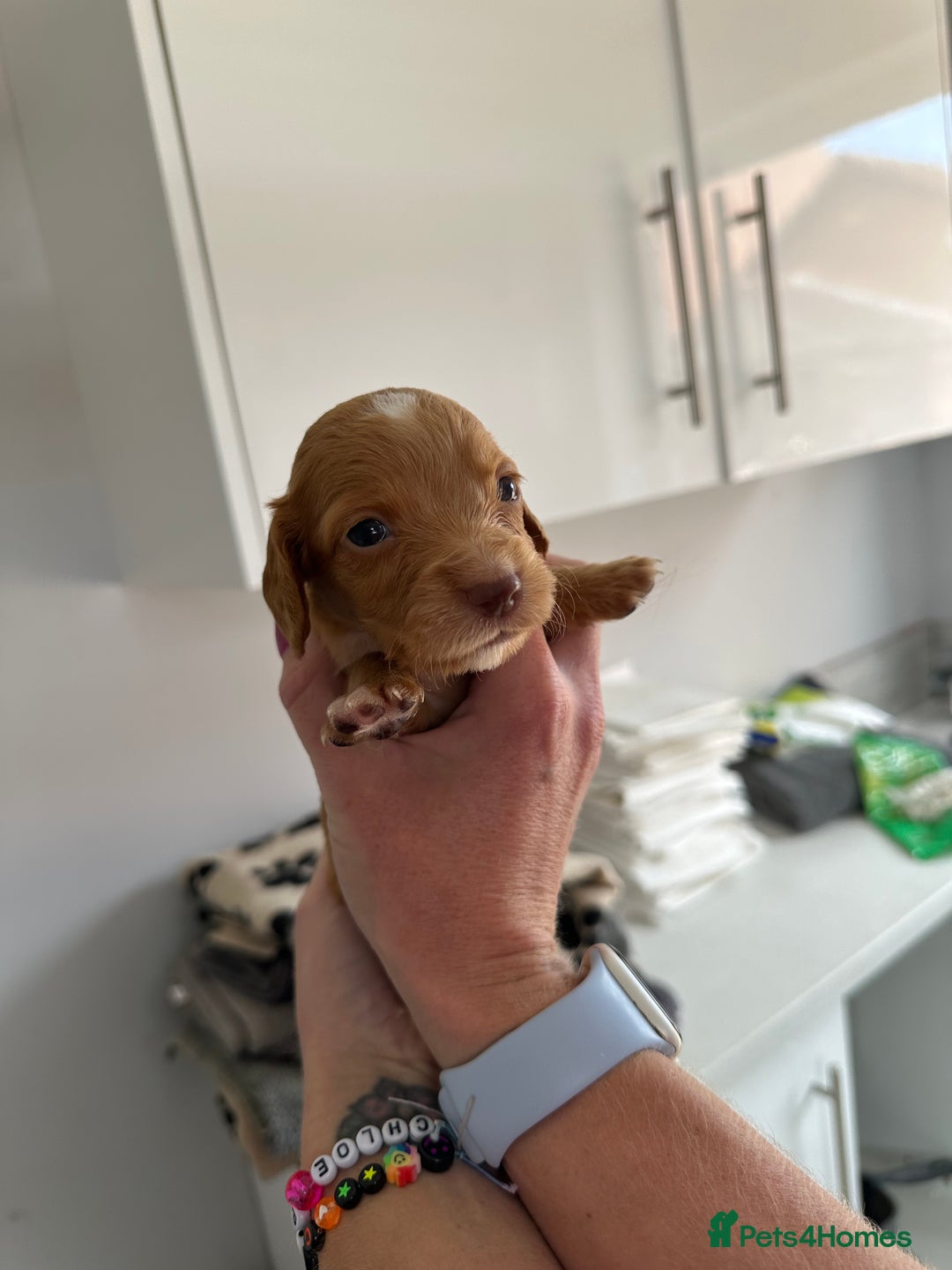 Cocker Spaniel dogs for sale: Working Cocker spaniel puppies  - Image 40