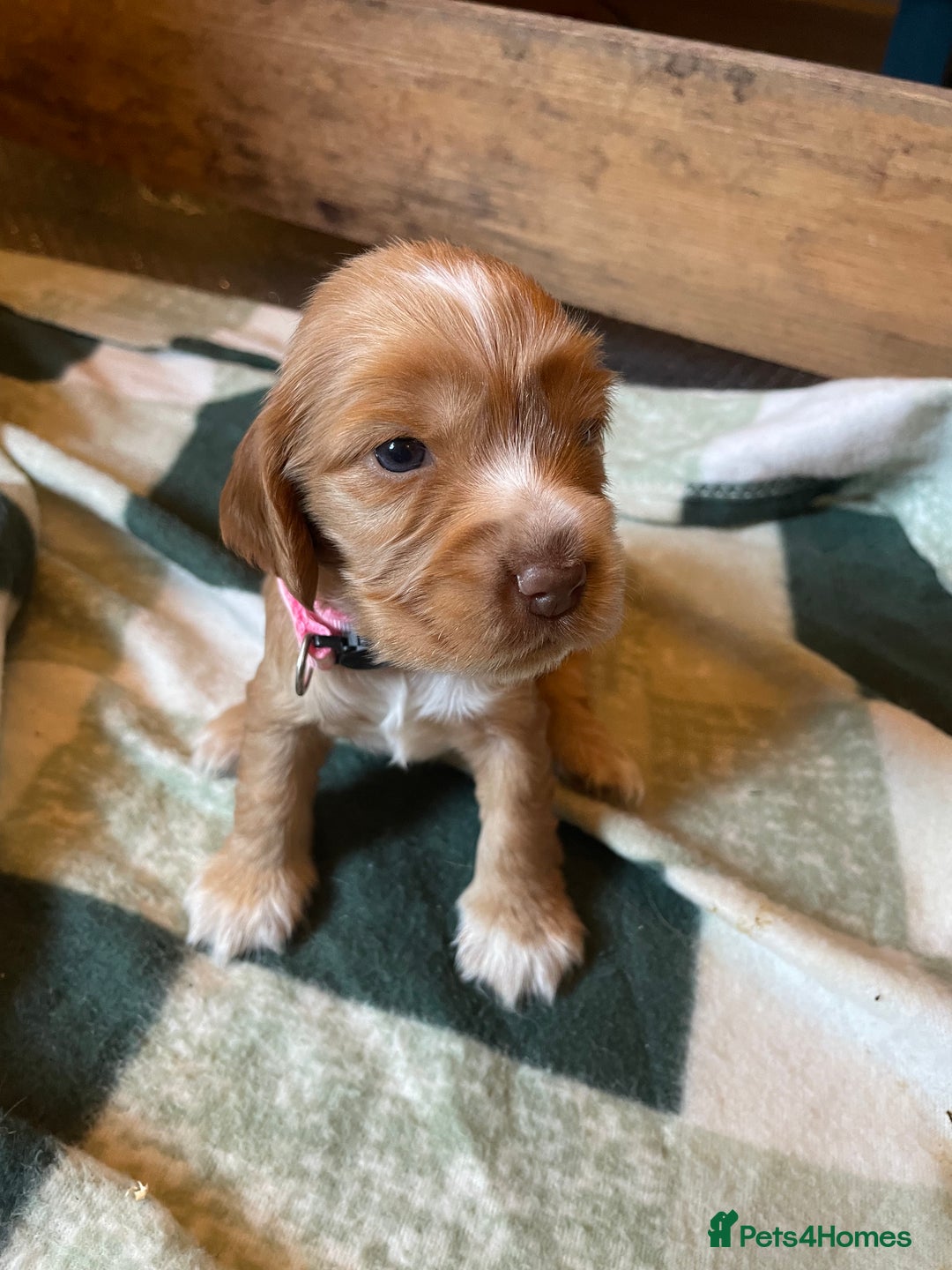 Cocker Spaniel dogs for sale: Cocker spaniel puppies  - Image 10