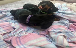 Dachshund dogs for sale: Dachshund puppies - Image 18