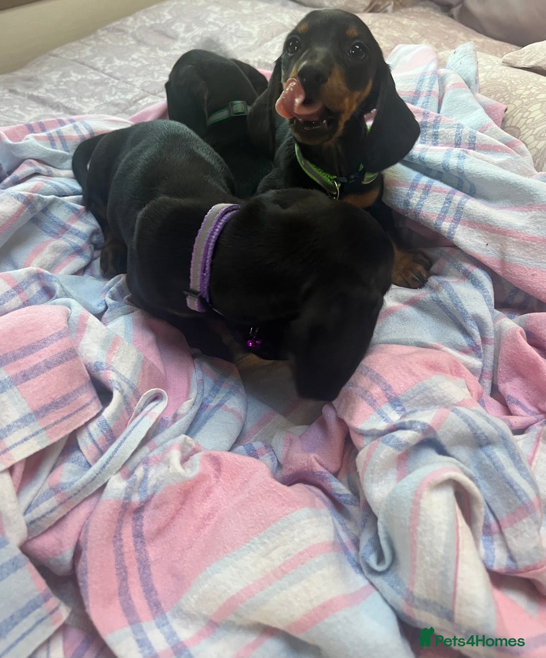 Dachshund dogs for sale: Dachshund puppies - Image 18