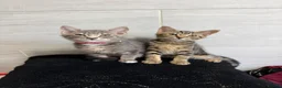 Mixed Breed cats for sale: Two Tabby Bengal Mix Female Kittens — READY NOW - Advert 5