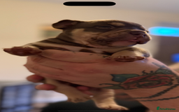 Mixed Breed dogs for sale: Stunning English bulldog mix pocket bully  - Image 4