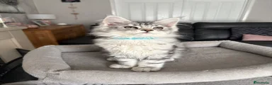 Maine Coon Kitten 6