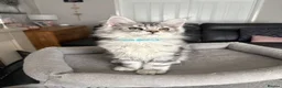 Maine Coon cats for sale: Beautiful TICA registered Maine Coon Kittens,  - Advert 4