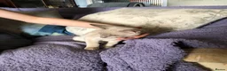 Tonkinese cats for sale: Adorable, Tonkinese kittens.   - Advert 5