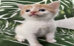 Mixed Breed cats for sale: 4 beautiful half persian kittens - Image 1