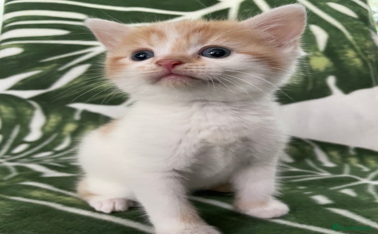 Mixed Breed cats for sale - Advert 1