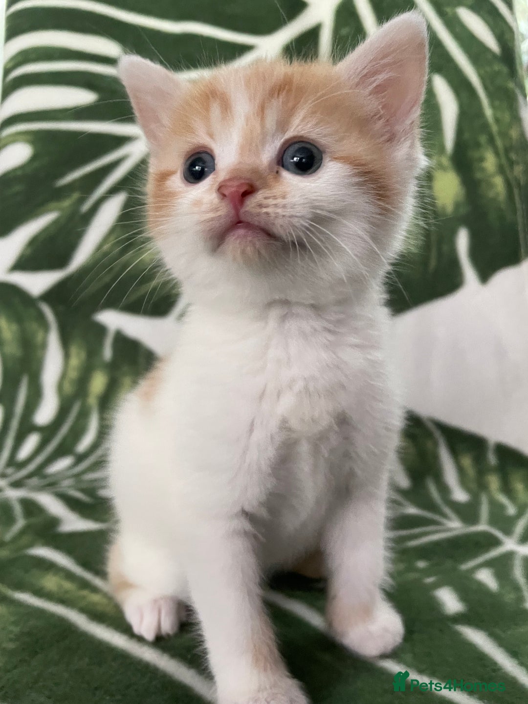 Mixed Breed cats for sale: 4 beautiful half persian kittens - Image 1