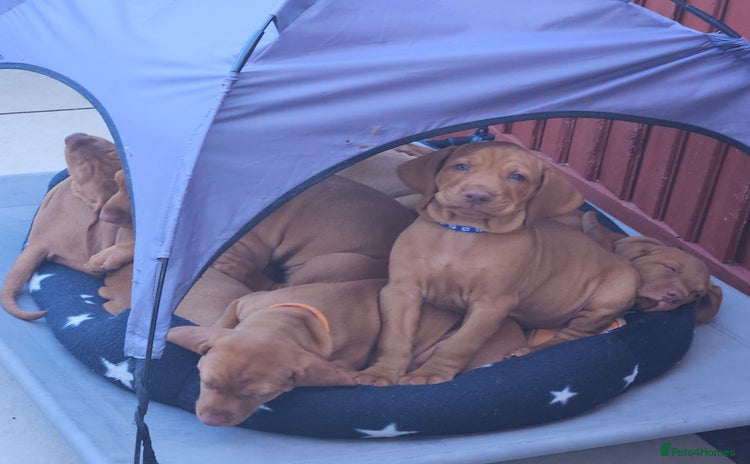 Hungarian Vizsla dogs - Advert 1
