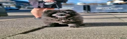 Chow Chow dogs for sale: Blue chow chow for sale - Advert 5
