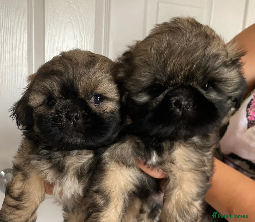 Shih Tzu dogs for stud: KC Lilac Imperial Shih Tzu for Stud in Chislehurst - Advert 16