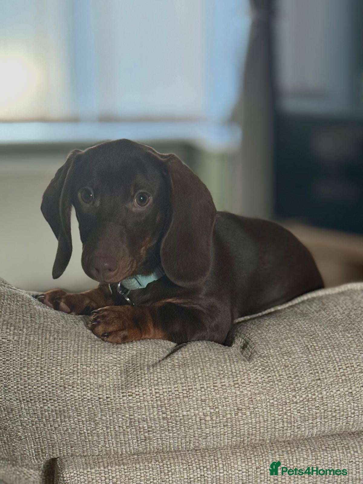 Dachshund dogs Male Dachshund  - Advert 3