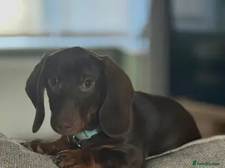 Dachshund dogs Male Dachshund - Advert 3
