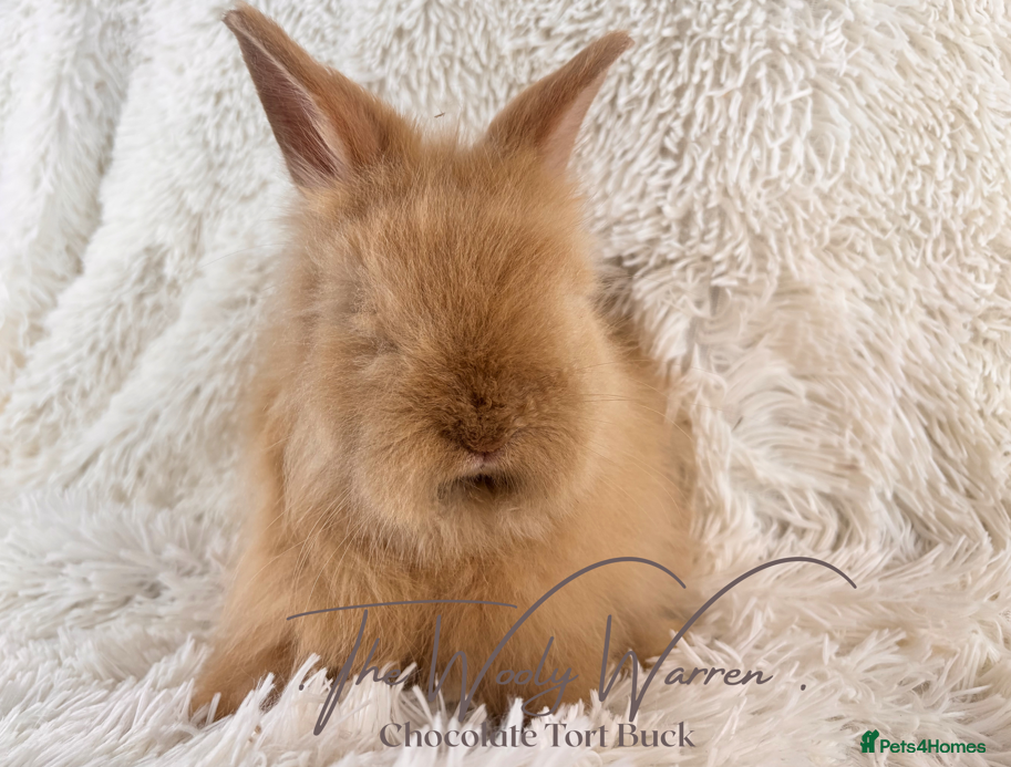Angora rabbits for sale: Fully Vaccinated Pedigree Angoras - Advert 15
