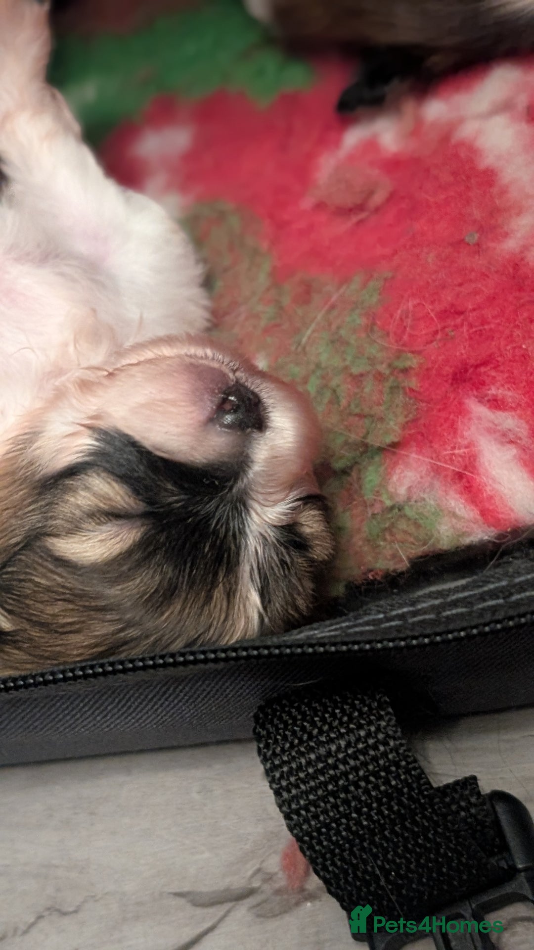 Papillon dogs for sale: Stunning papillon girls  - Advert 3