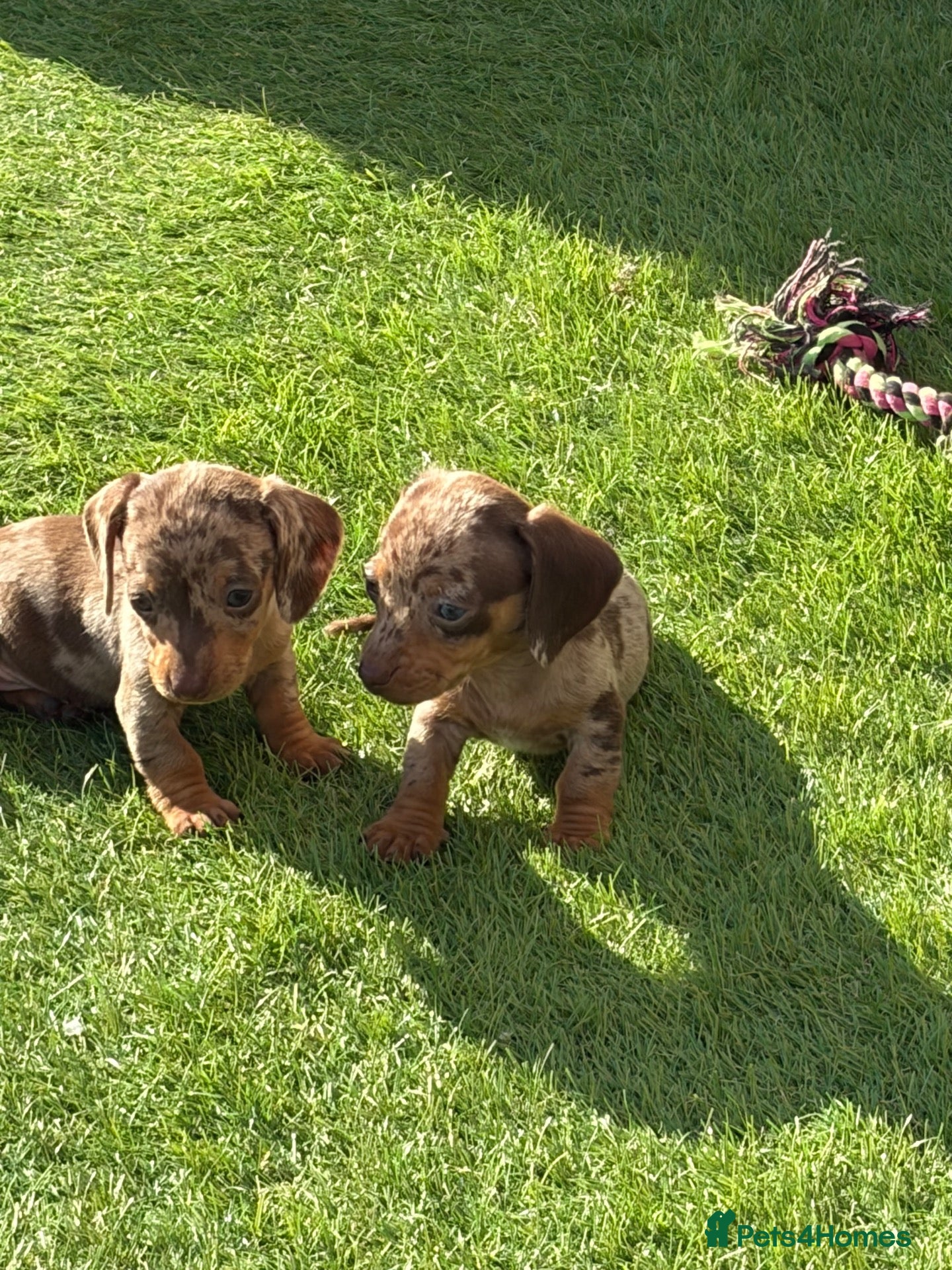Miniature Dachshund dogs for sale: Miniature Dachshund Puppies  - Advert 3