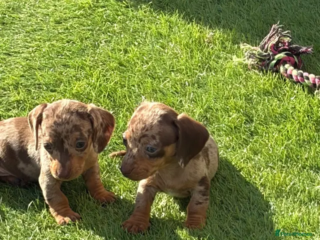 Miniature Dachshund dogs for sale: Miniature Dachshund Puppies - Advert 3