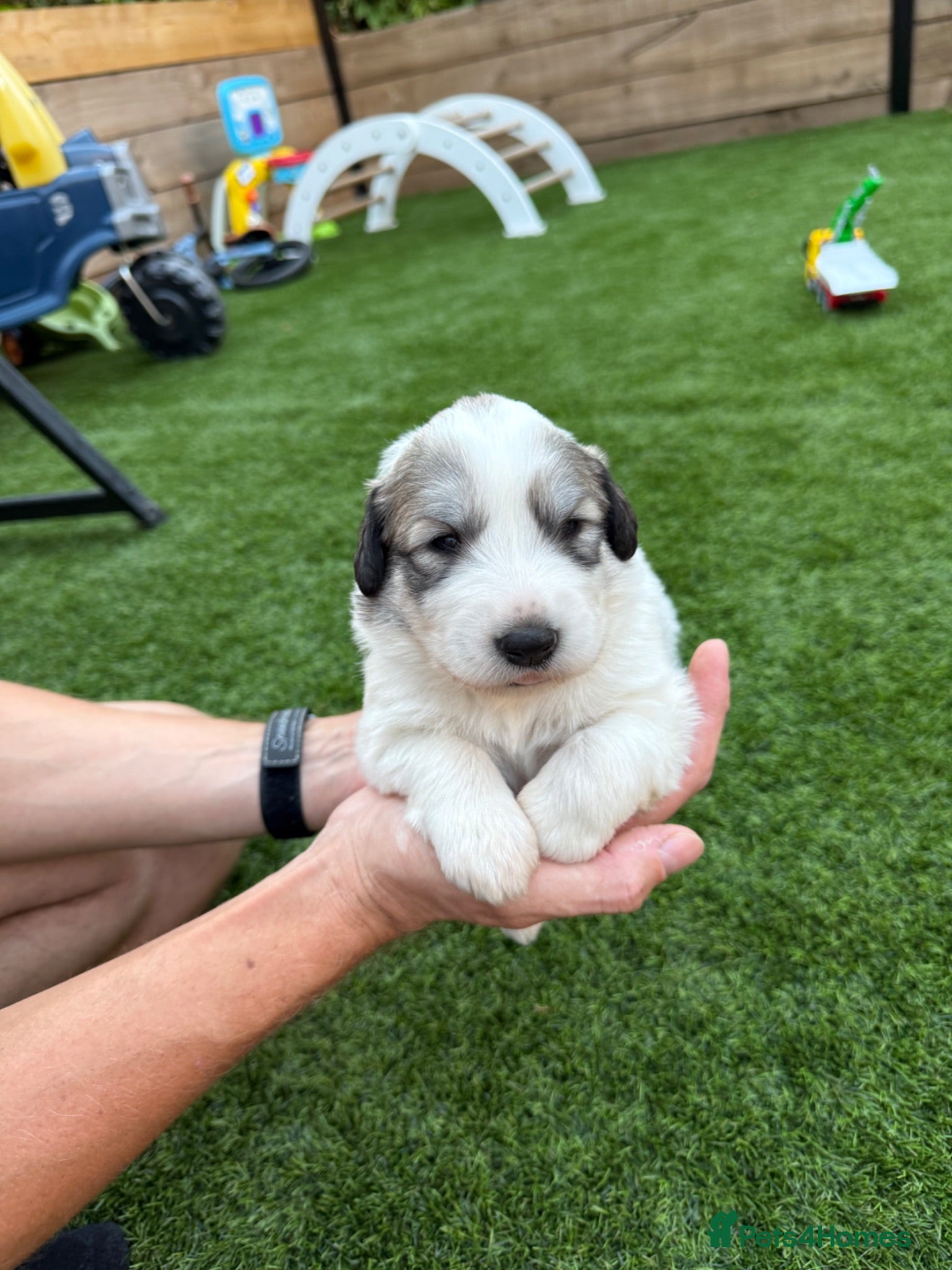 Pyrenean Mountain Dog dogs Beautiful KC Reg. Pyrenean Mountain Dog Puppies - Advert 1