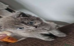 Ragdoll cats for sale: Grey boy  - Image 2