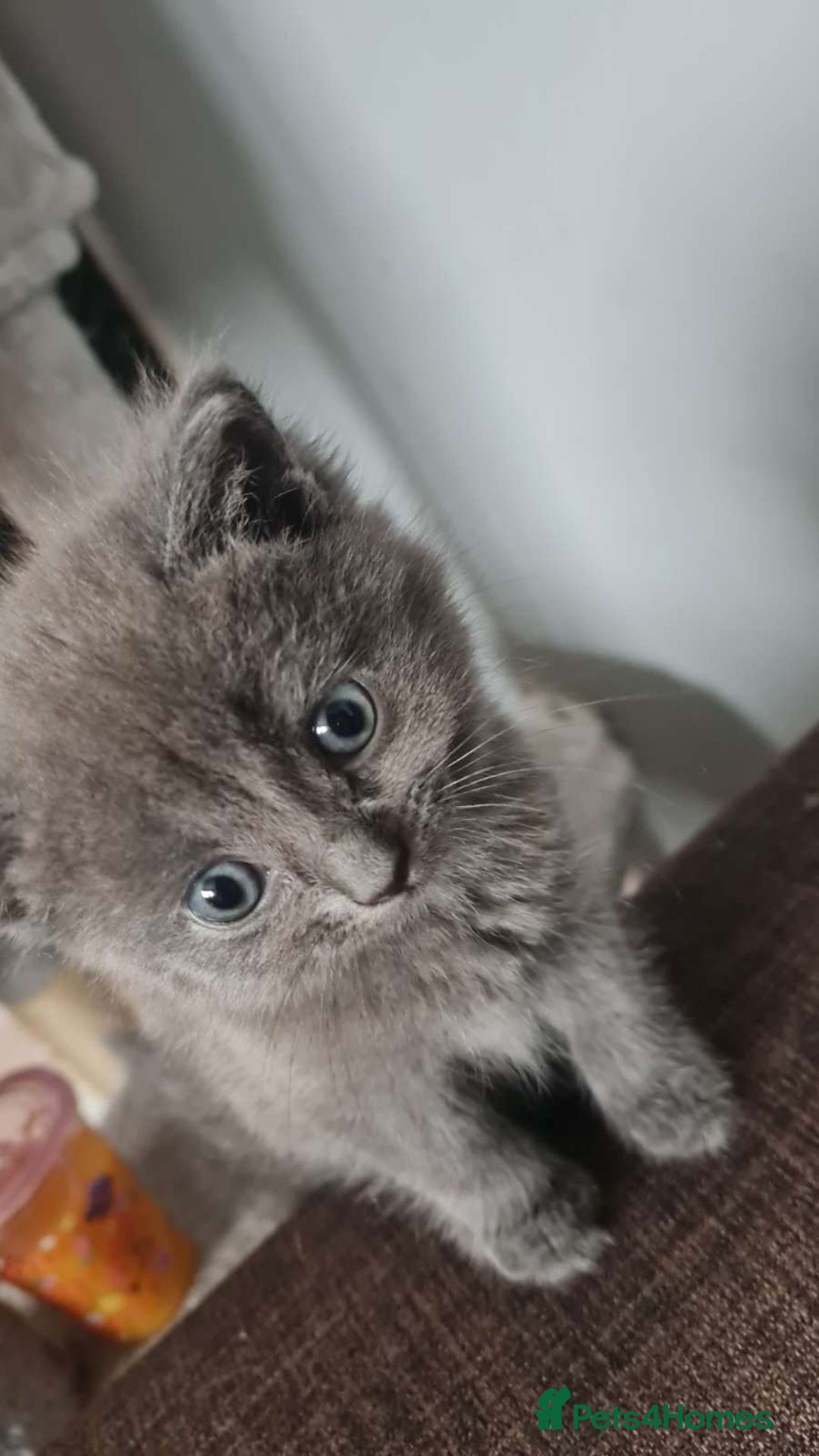 Ragdoll cats for sale: Grey boy  - Image 2