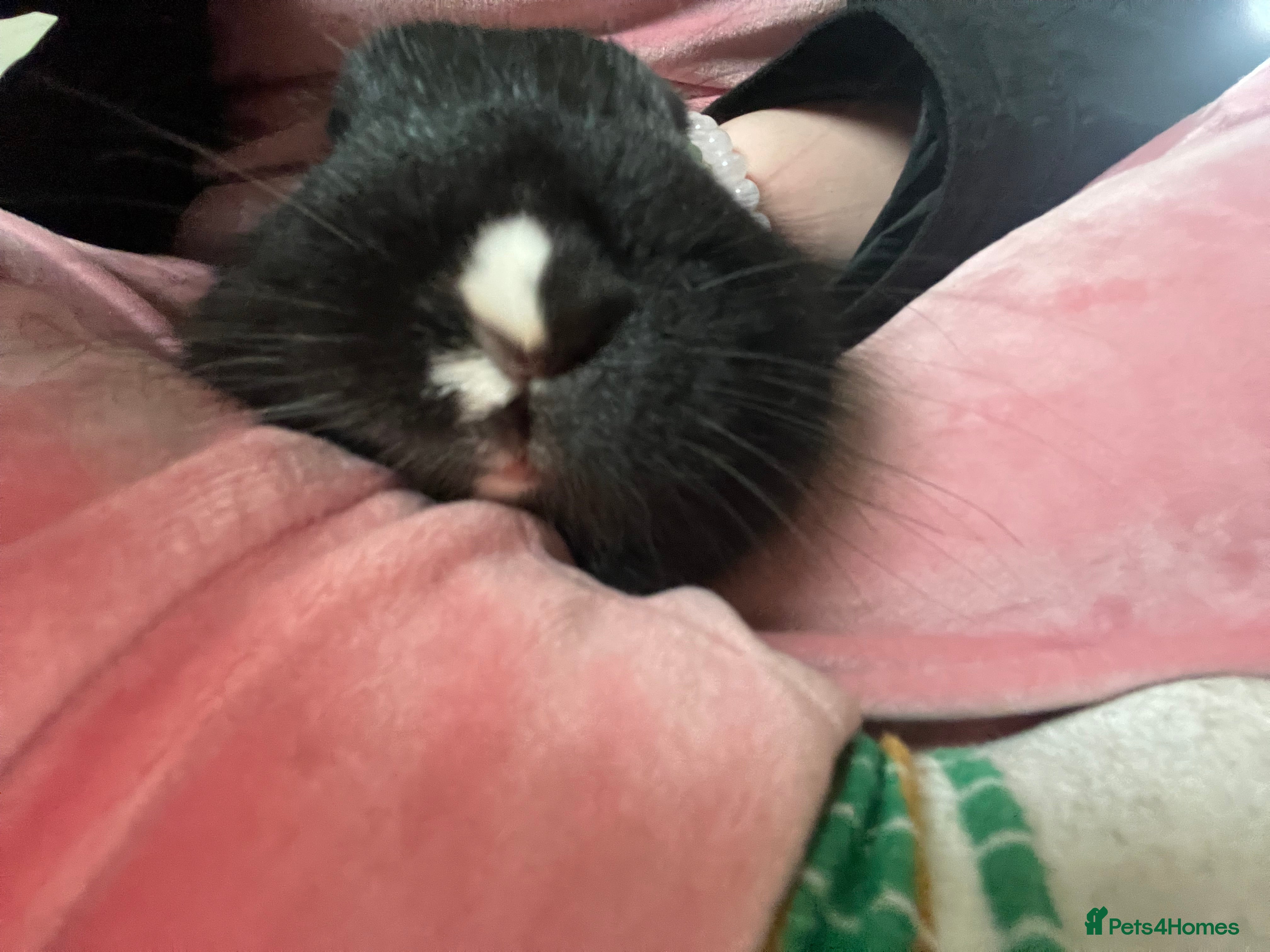 Mixed Breed rabbits Kira needs a new 🏡  - Advert 10