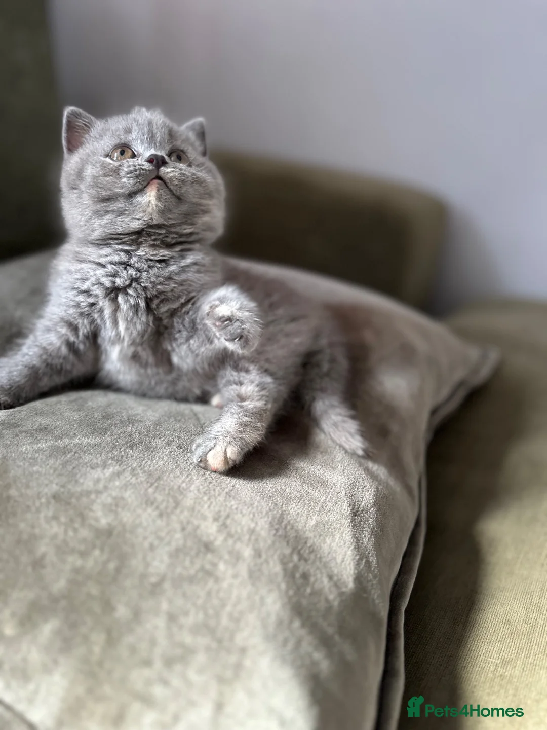 British Shorthair cats for sale: Solid blue and blue bi-colour kittens Cornwall - Advert 11