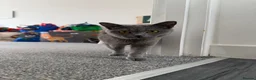 British Shorthair cats for sale: Stunning GCCF Registered British Shorthair Girl  - Advert 2