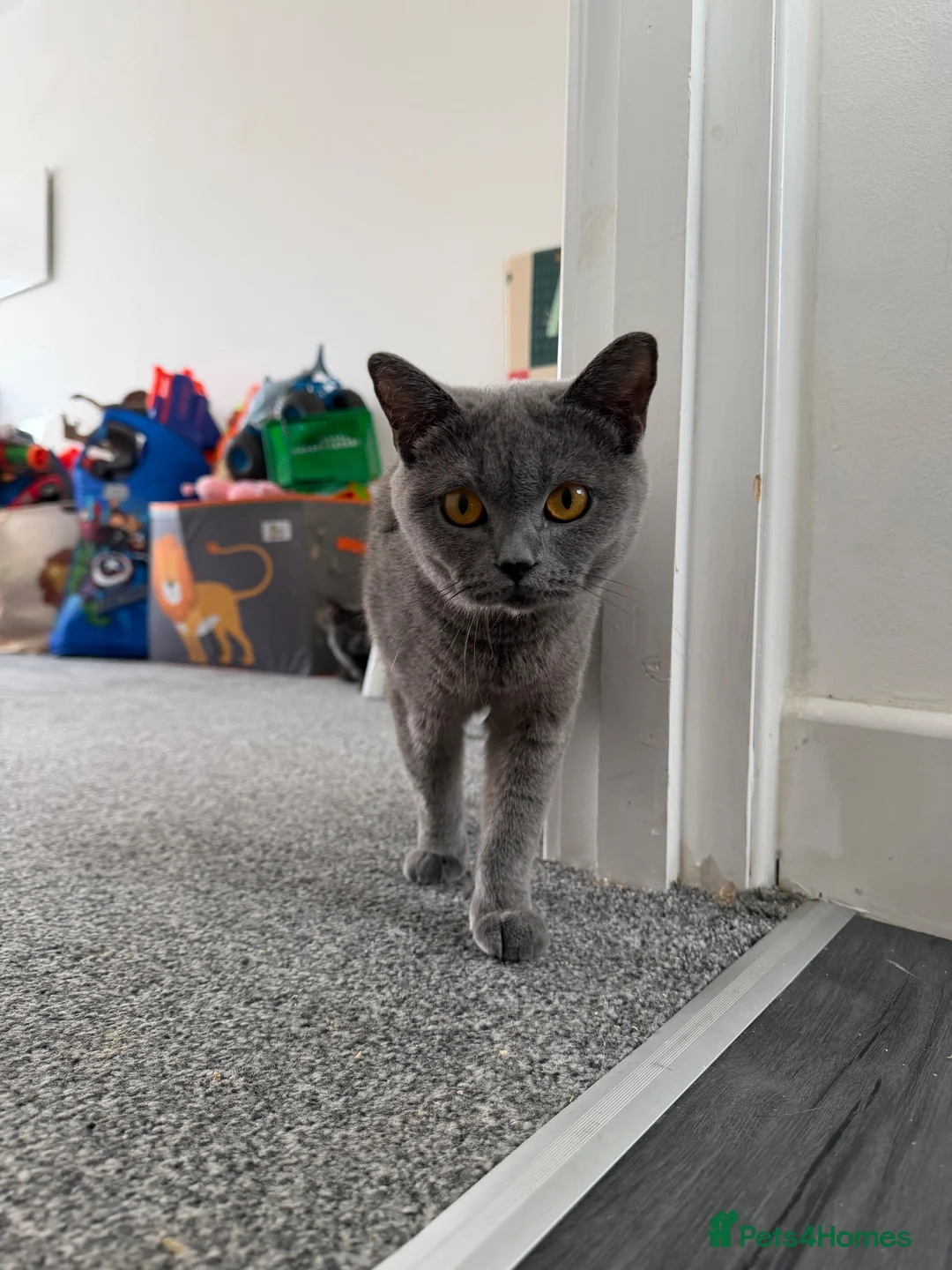 British Shorthair cats for sale: Stunning GCCF Registered British Shorthair Girl  - Advert 2