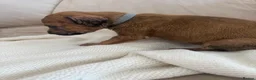 Mixed Breed dogs for sale: Bull hound puppies in London - Advert 35