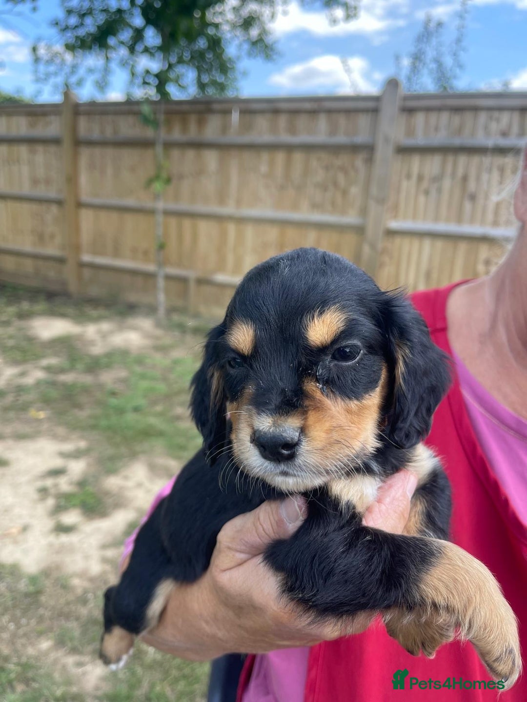 English Springer Spaniel dogs for sale: 🐾English Springer Spaniel Pups🐾 in Maidstone - Image 7