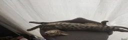 Savannah cats for sale: Savannah F4 kittens - Advert 3