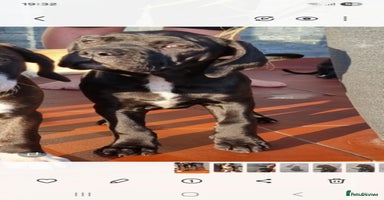 Mixed Breed dogs - Advert 3