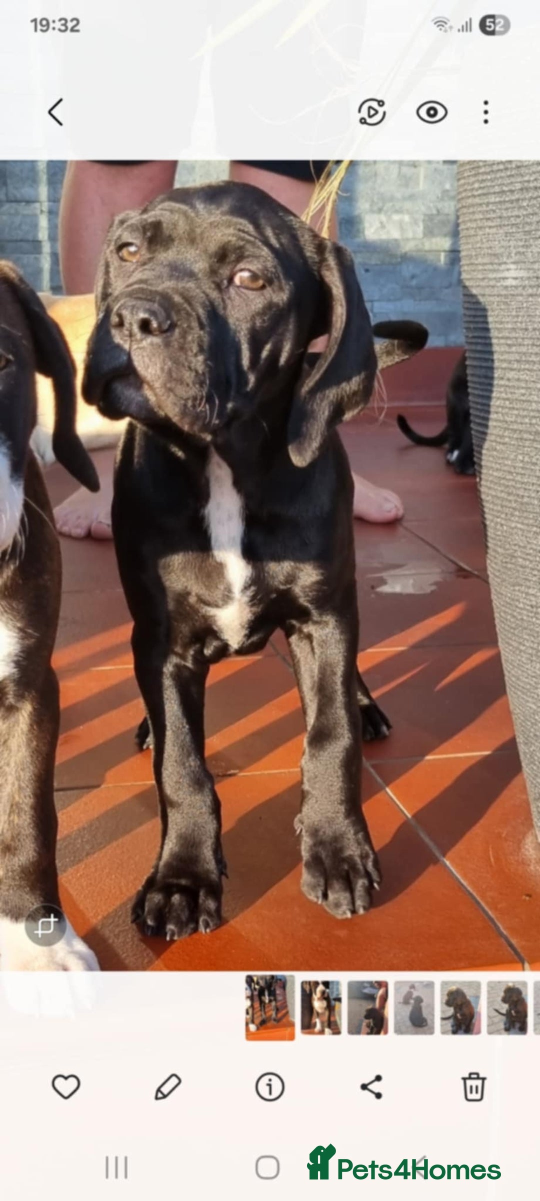 Mixed Breed dogs for sale: Ready to collect – Cane Corso x Staffy puppies  - Image 3