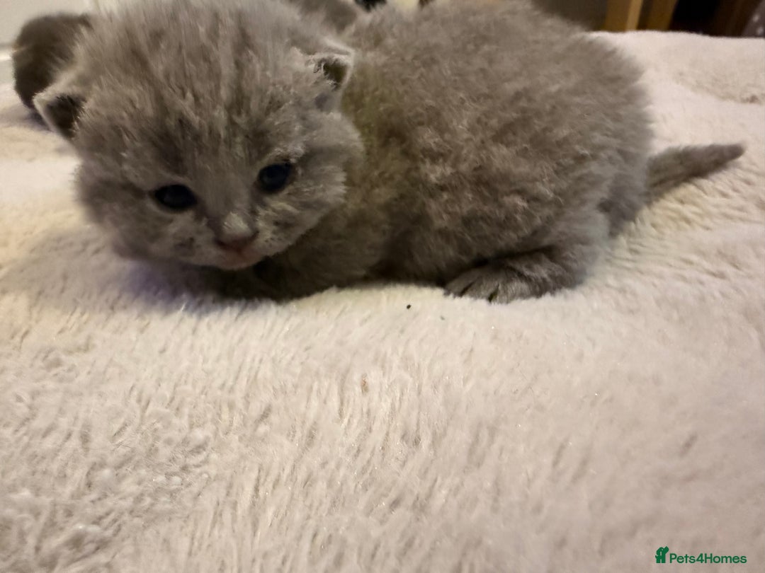British Shorthair cats for sale: ✨British Shorthair GCCF 5 generation Pedigree✨ - Advert 12