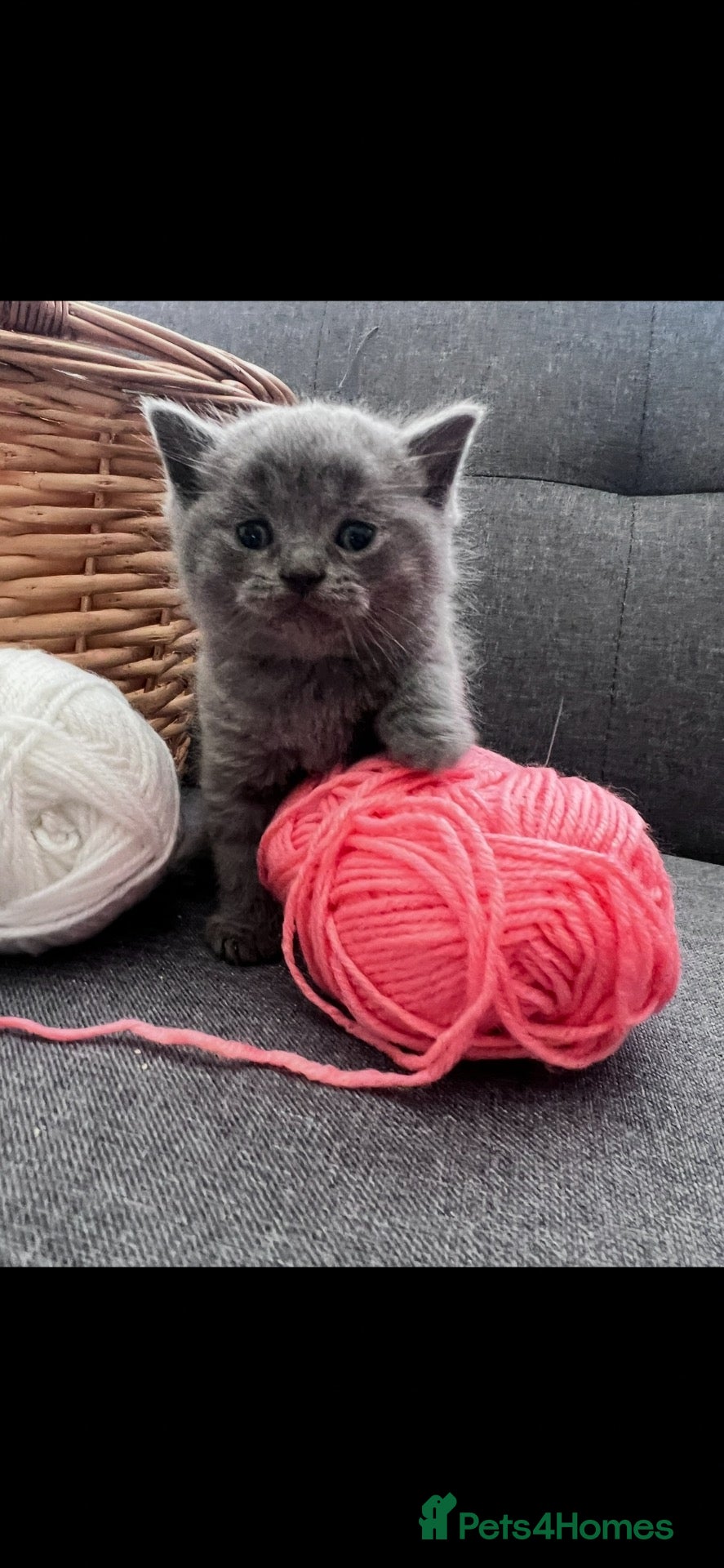 British Shorthair cats 🐾 4 BSH Kittens – White, Blue & Golden 🤍🩵💛 - Advert 1