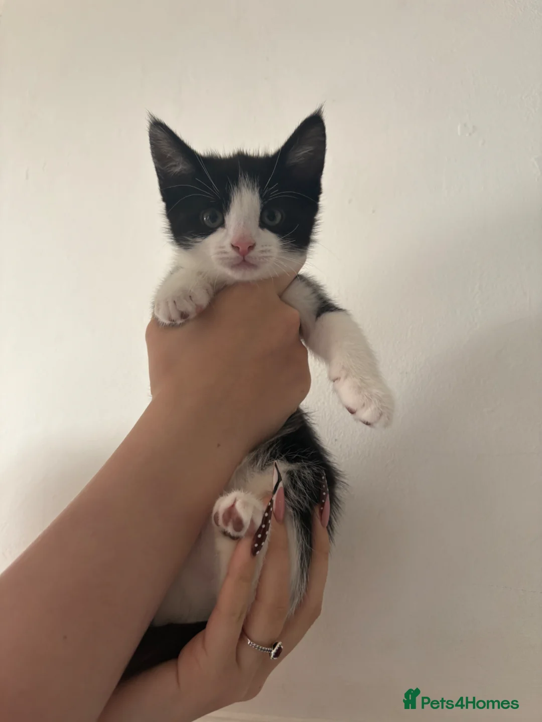 Mixed Breed cats for sale: Cute female kitten in Wellingborough - Advert 2