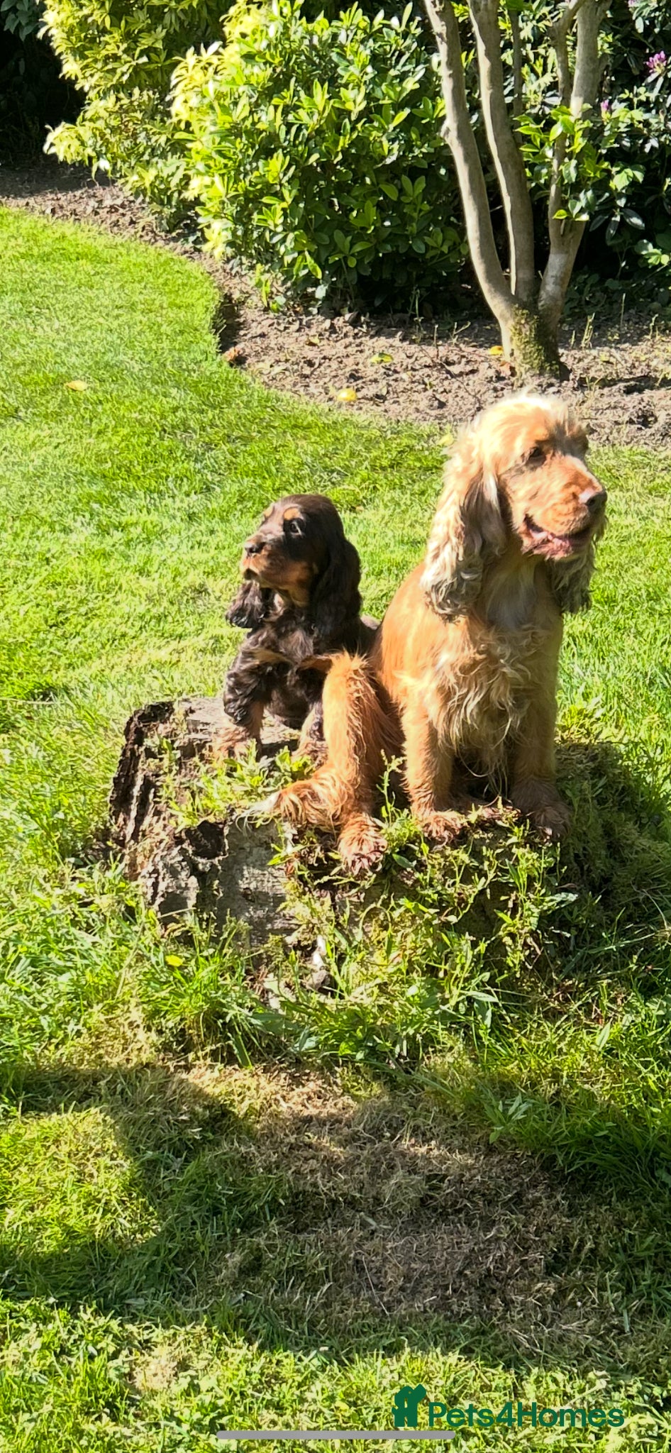 Cocker Spaniel dogs ⭐ ⭐ AMAZING KC SHOW COCKER SPANIELS - Advert 2