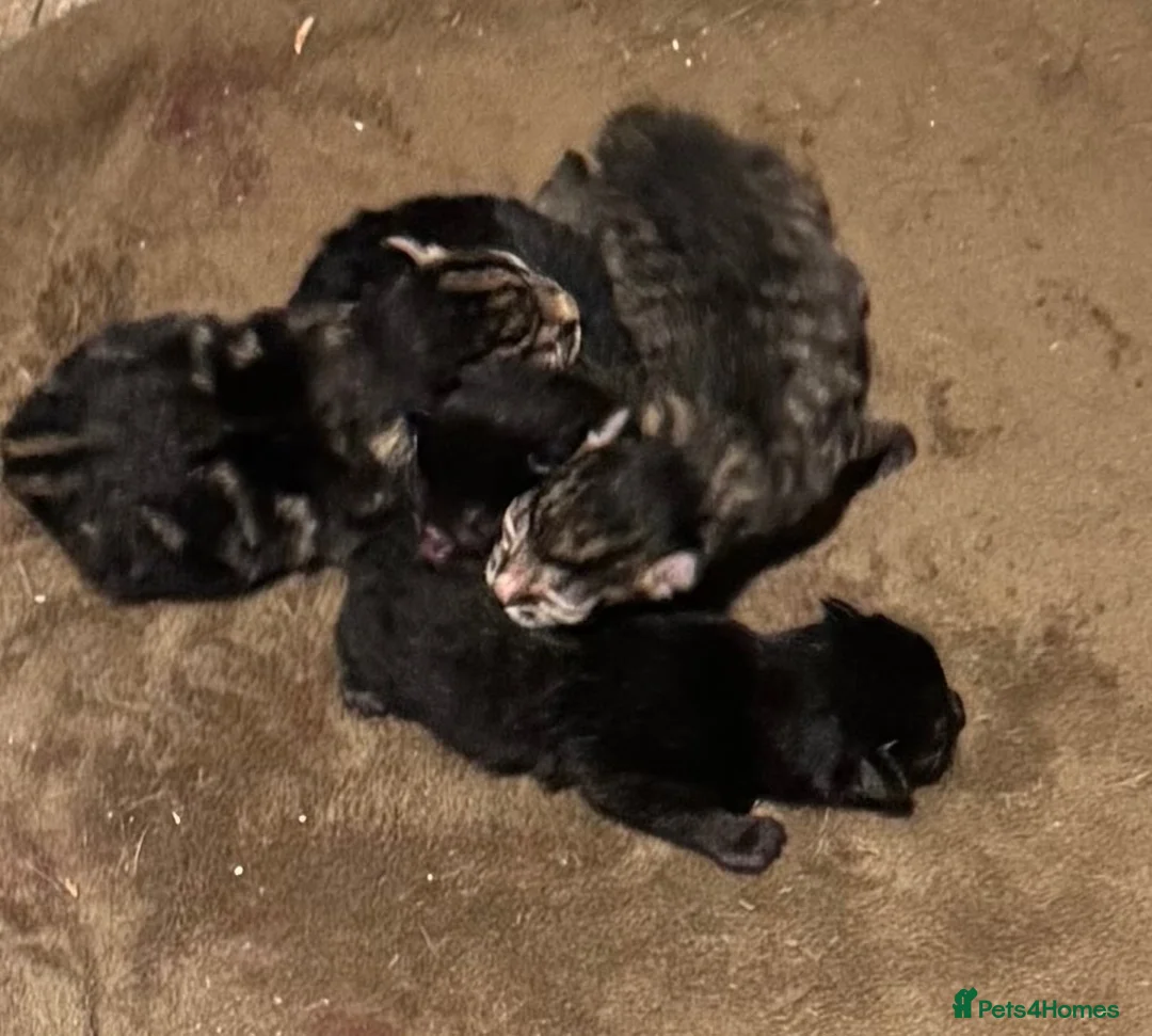 Mixed Breed cats for sale: Kittens  - Advert 6