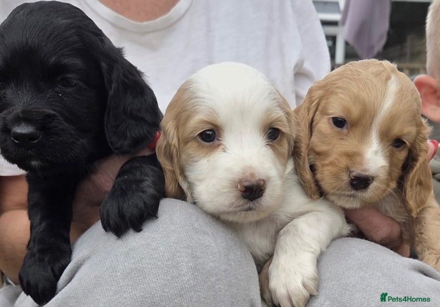 Cocker Spaniel dogs  Beautiful Working Cocker Spaniels Puppies - Advert 1