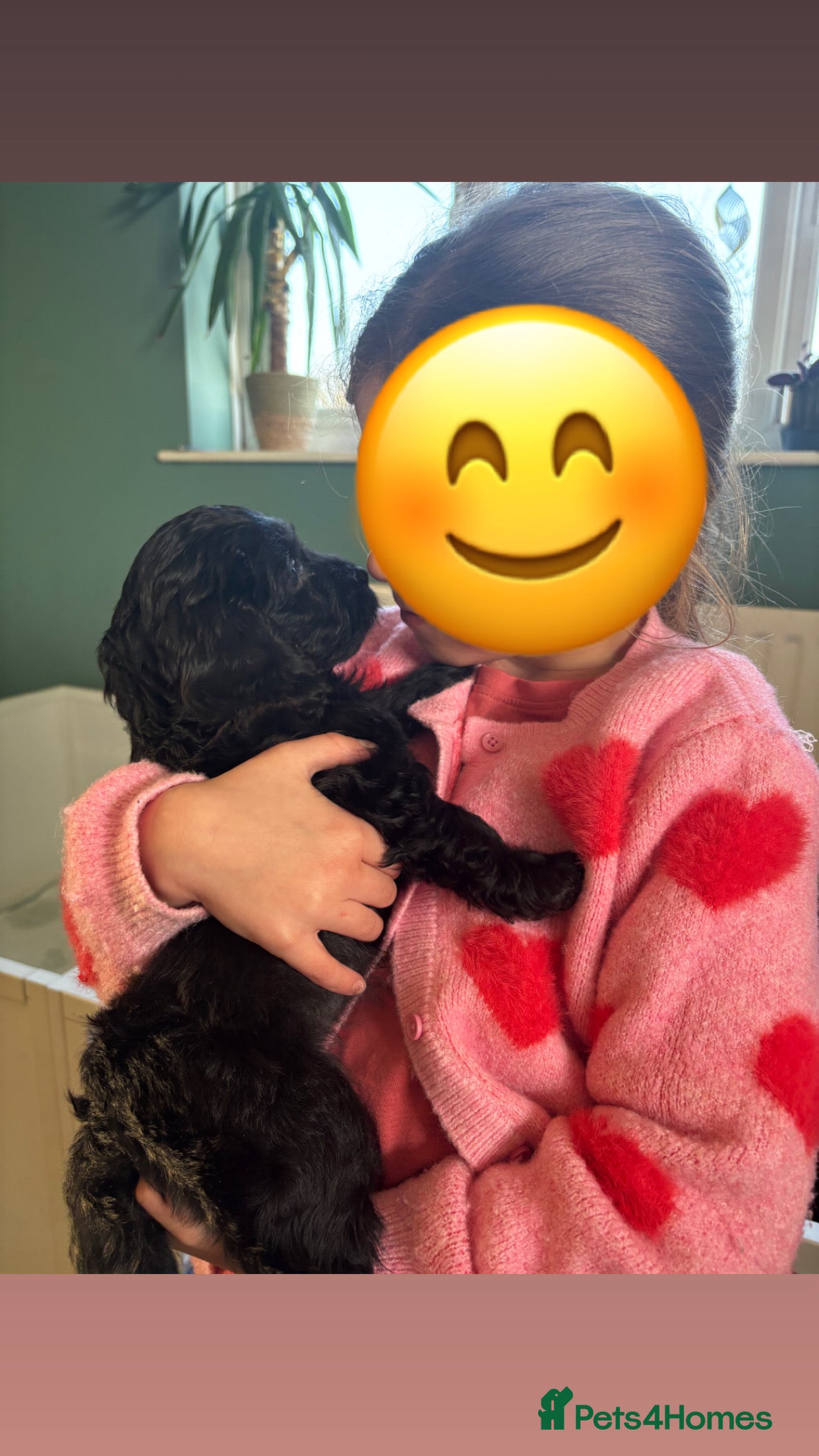 Cockapoo dogs F1 Cockapoo Pups,Ready soon for Loving Homes  - Advert 1